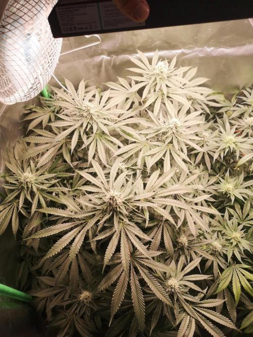 Nektar Drip/Cosmic Raiser/Jacky White. Week 10