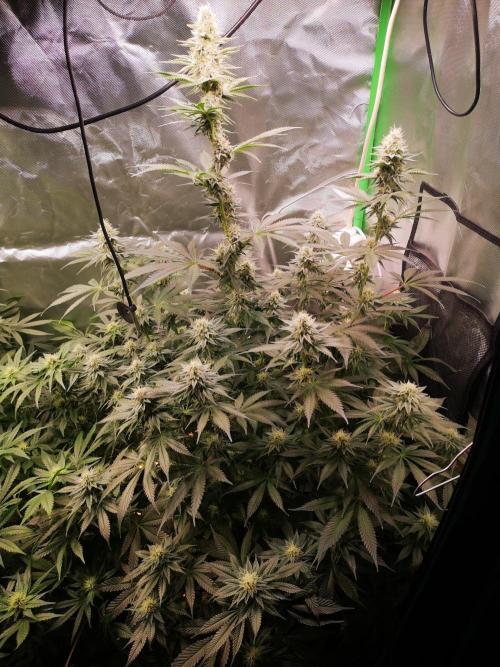Nektar Drip/Cosmic Raiser/Jacky White. Week 10