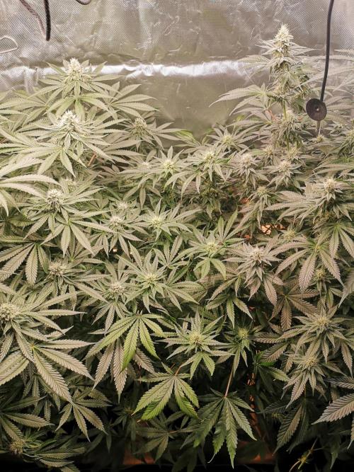 Nektar Drip/Cosmic Raiser/Jacky White. Week 10