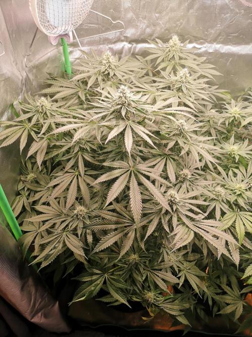 Nektar Drip/Cosmic Raiser/Jacky White. Week 10