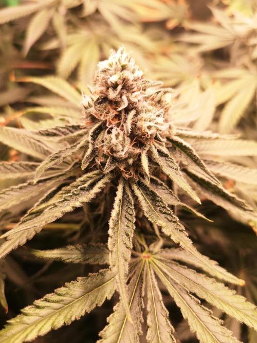 Nektar Drip/Cosmic Raiser/Jacky White. Week 11
