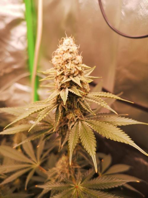Nektar Drip/Cosmic Raiser/Jacky White. Week 11