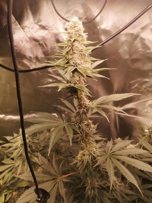 Nektar Drip/Cosmic Raiser/Jacky White. Week 11
