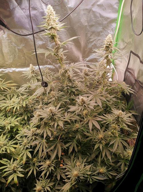 Nektar Drip/Cosmic Raiser/Jacky White. Week 11