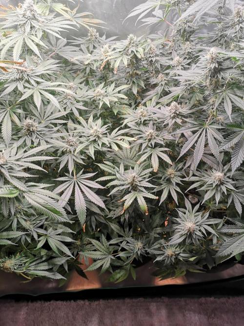 Nektar Drip/Cosmic Raiser/Jacky White. Week 11