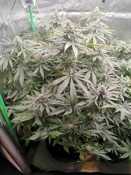 Nektar Drip/Cosmic Raiser/Jacky White. Week 11