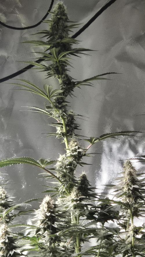 Nektar Drip/Cosmic Raiser/Jacky White. Week 11