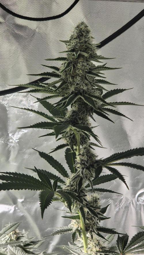 Nektar Drip/Cosmic Raiser/Jacky White. Week 11