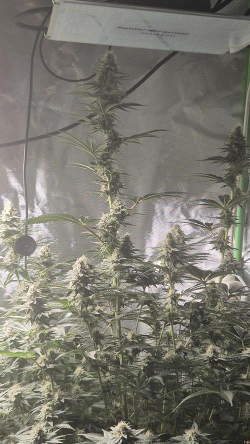 Nektar Drip/Cosmic Raiser/Jacky White. Week 11