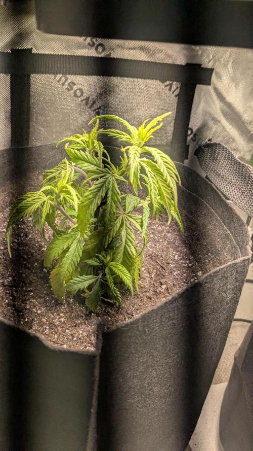 Genetic Abuse. Week 4 - This "The Hive" plant was starting to get deficient so I up potted to a 3 gallon