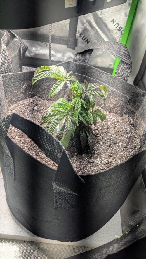 Genetic Abuse. Week 4 - This Maple Root is like an inch shorter but the mother was a smaller plant. 