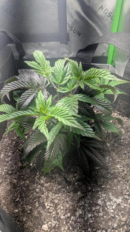 Genetic Abuse. Week 5 - Maple root is 6 and a half inches. 