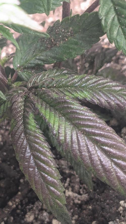 Genetic Abuse. Week 5 - Neat colors on the maple root leaves.  