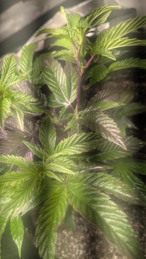 Genetic Abuse. Week 6