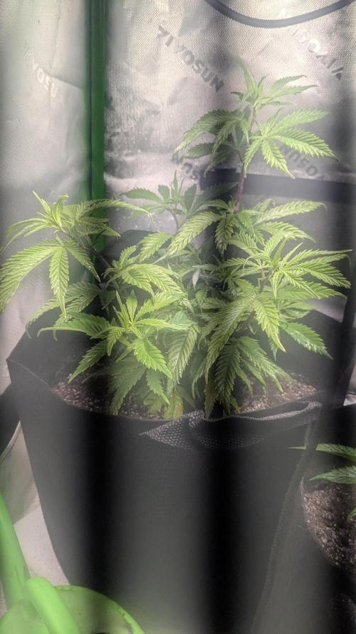 Genetic Abuse. Week 6