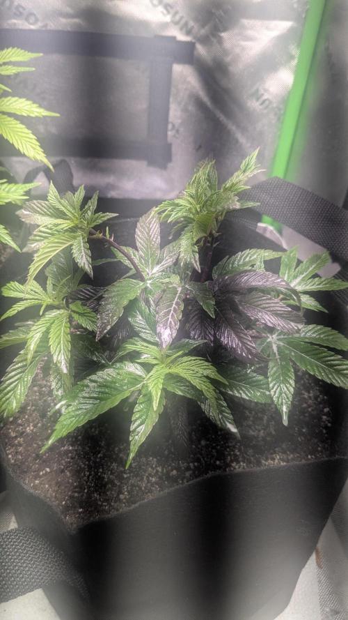 Genetic Abuse. Week 6