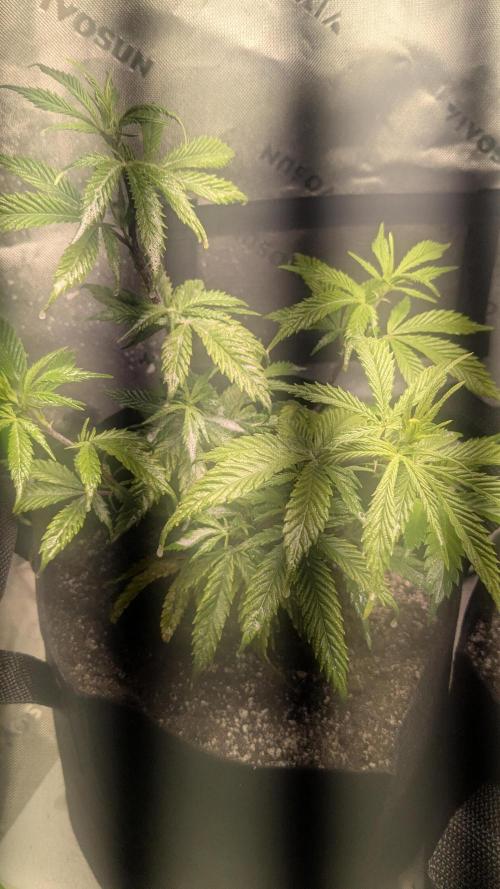 Genetic Abuse. Week 6