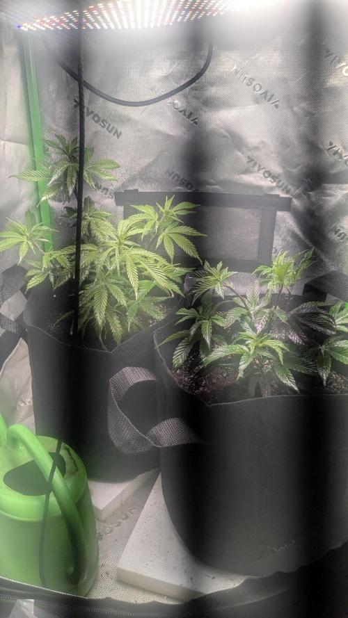 Genetic Abuse. Week 6