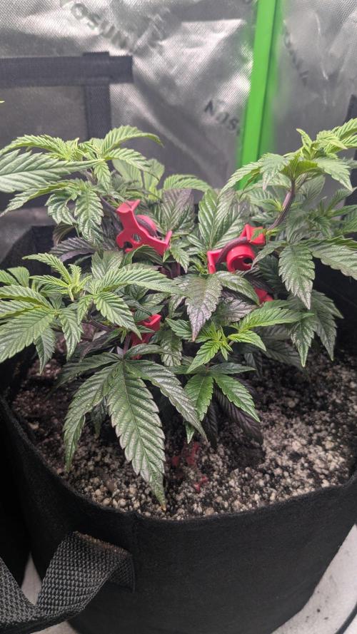 Genetic Abuse. Week 7 - LST clips went in on the Maple Root