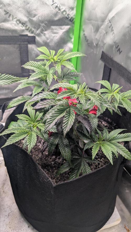 Genetic Abuse. Week 7