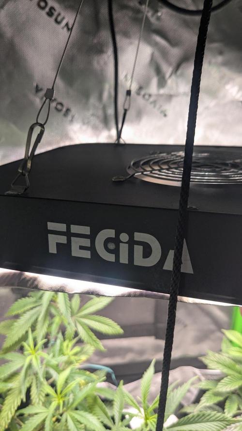 Genetic Abuse. Week 7