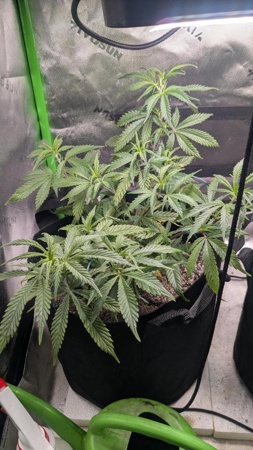 Genetic Abuse. Week 7 - I tied down The Hive this week so it's about the same height as last week 