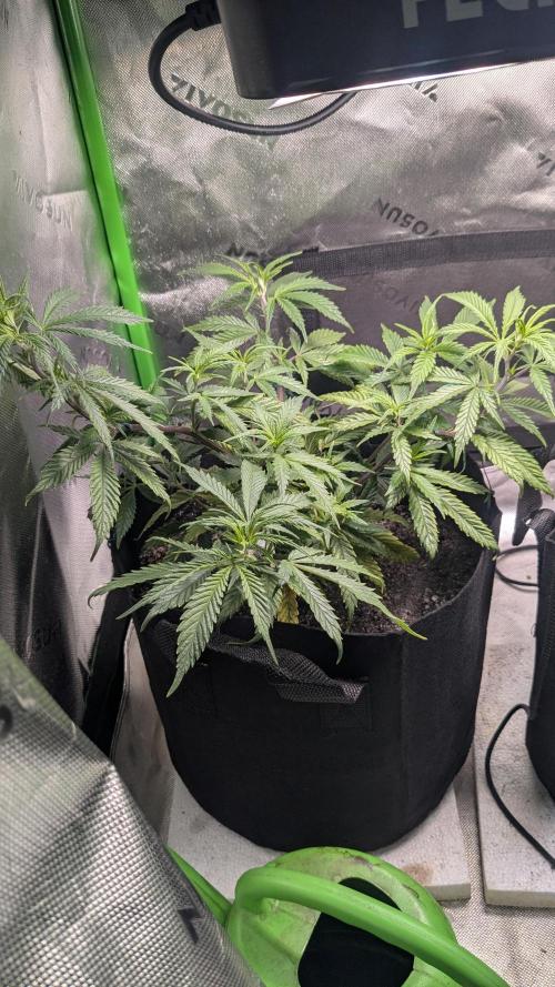 Genetic Abuse. Week 7