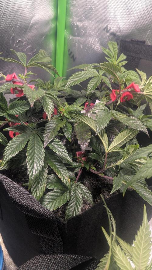 Genetic Abuse. Week 8 - Employing extra technics so they aren't shaped like the first Maple Root I grew.