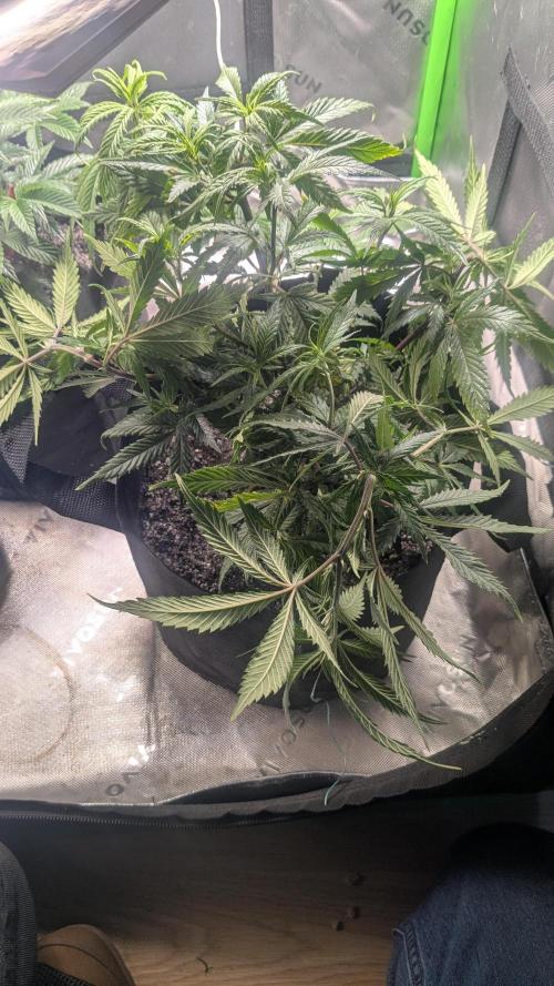 Genetic Abuse. Week 8 - Super cropped The Hive plant