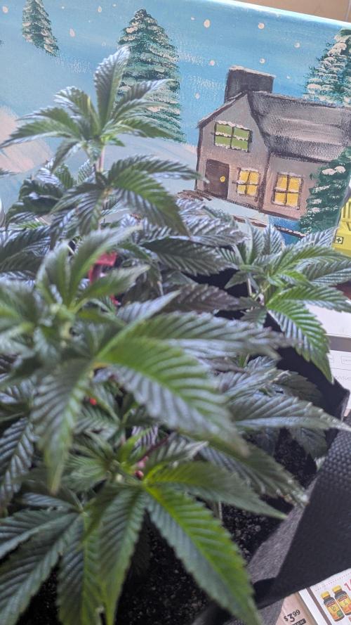 Genetic Abuse. Week 8 - Scenic  huh