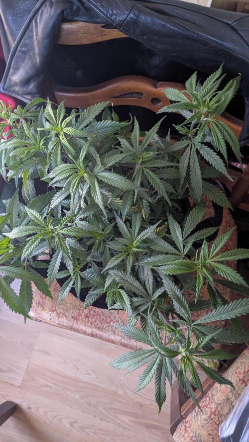 Genetic Abuse. Week 8 - Before the supercrop