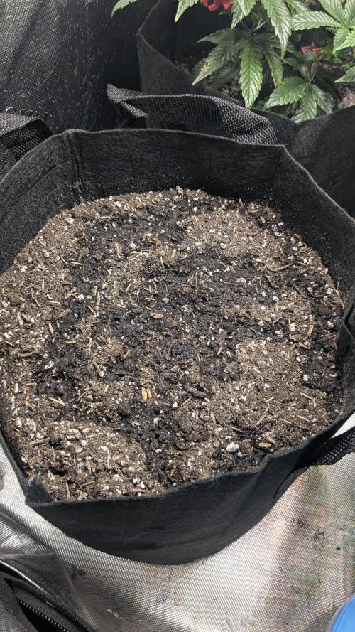 Banana Jealousy Auto IBL 80 Day. Week 0 - Sorry I didn't get a picture of the seed opening.  Next time!?!!