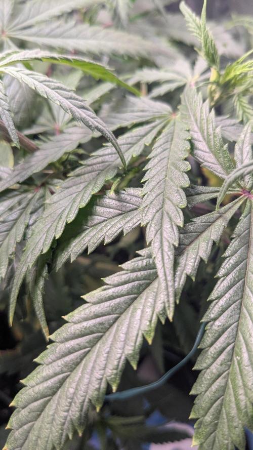 Genetic Abuse. Week 9