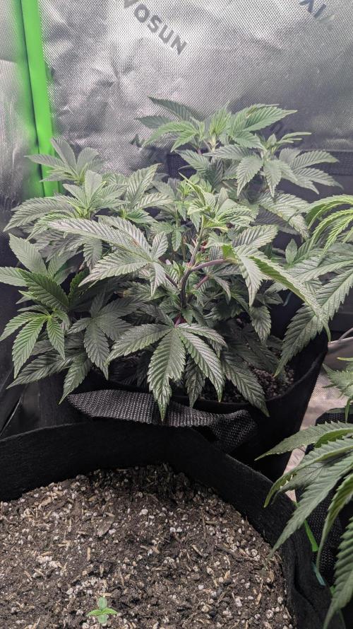 Genetic Abuse. Week 9