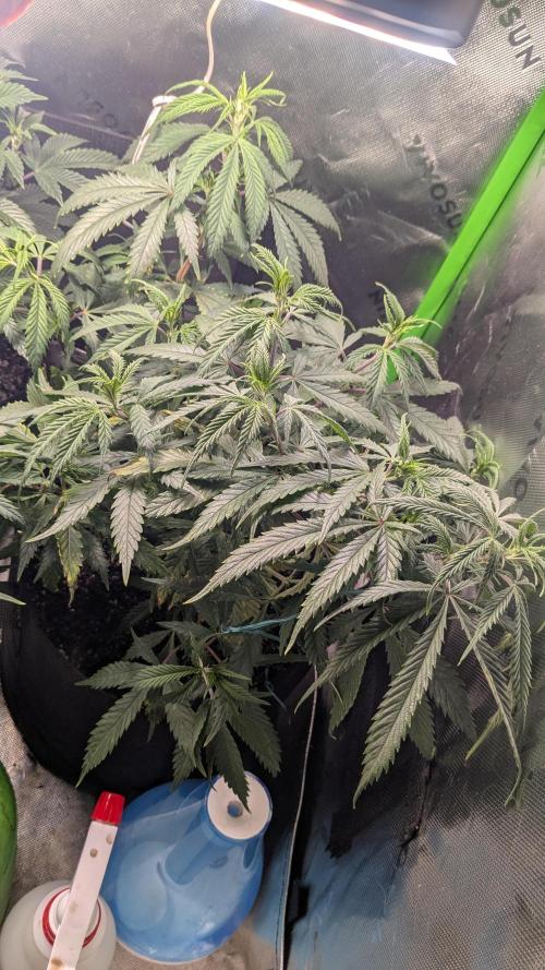 Genetic Abuse. Week 9