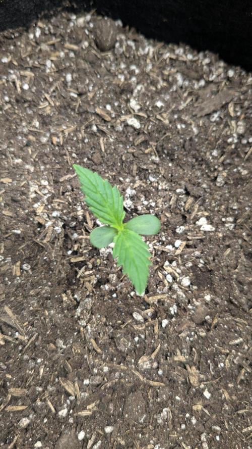 Banana Jealousy Auto IBL 80 Day. Week 2