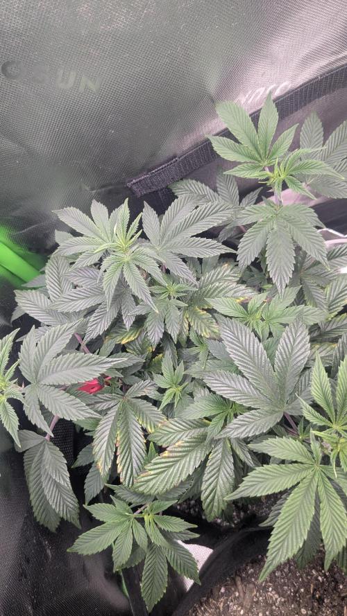 Genetic Abuse. Week 10