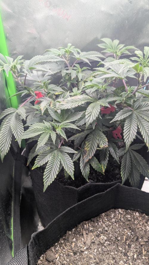 Genetic Abuse. Week 10