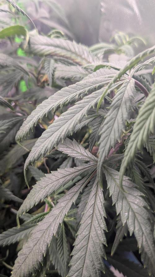 Genetic Abuse. Week 10