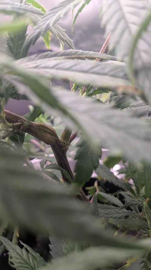 Genetic Abuse. Week 10 - It's really started to get some good side branches too