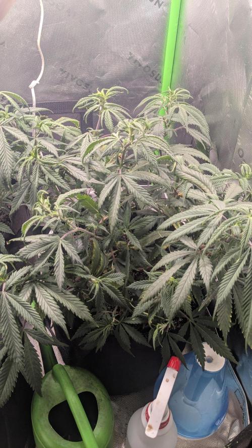 Genetic Abuse. Week 10