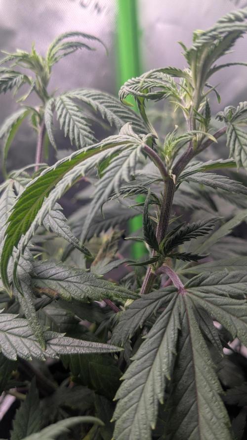 Genetic Abuse. Week 10