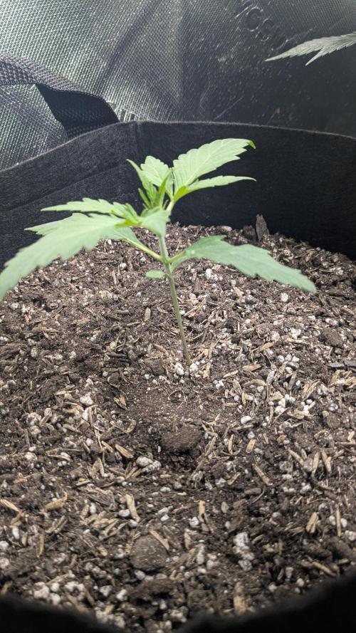 Banana Jealousy Auto IBL 80 Day. Week 3