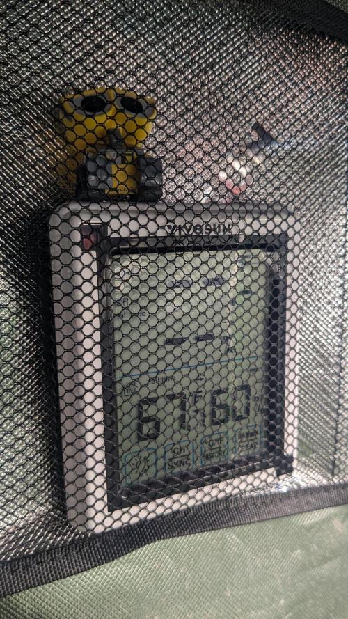 Banana Jealousy Auto IBL 80 Day. Week 3