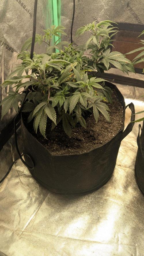 Genetic Abuse. Week 11
