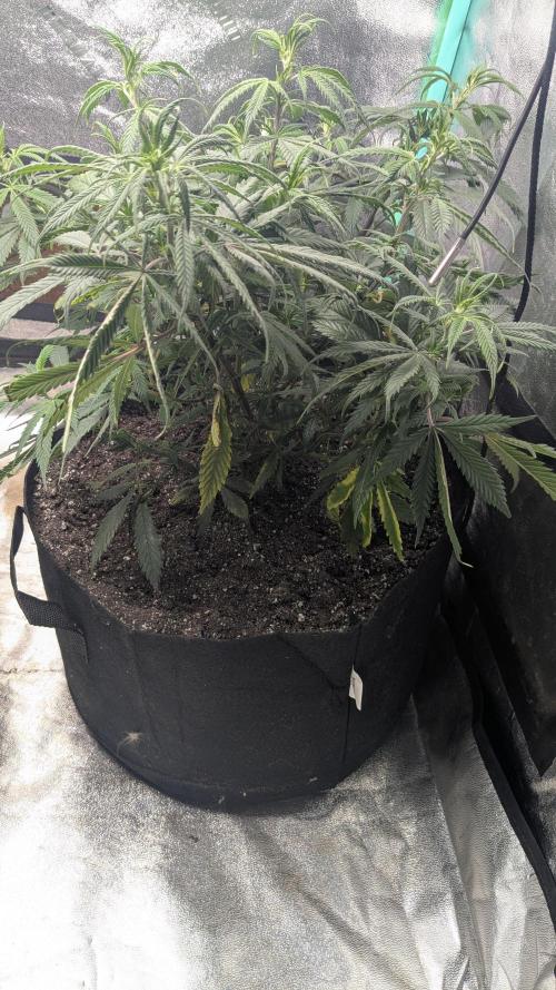 Genetic Abuse. Week 11