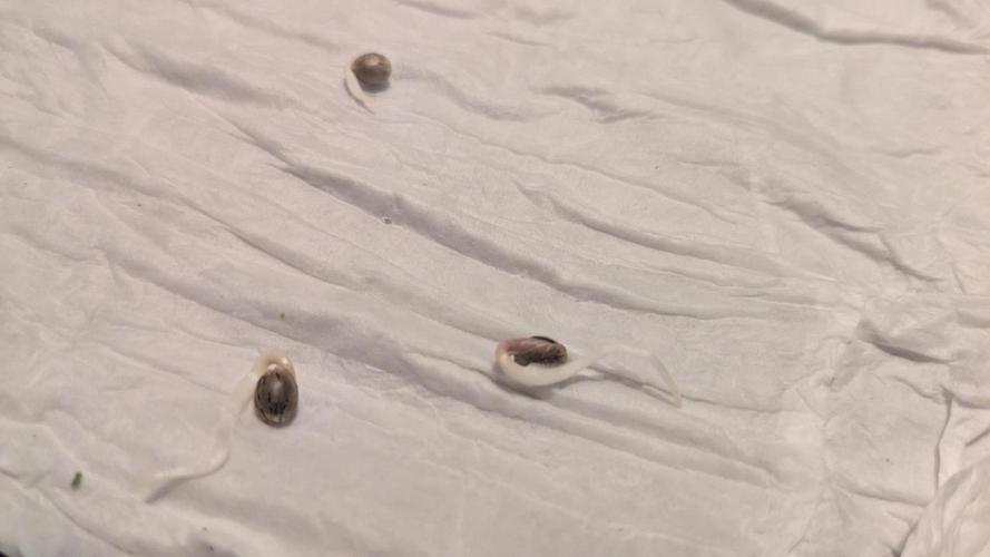 Key Lime Guava/Candy Fumez x RG #5. Week 0