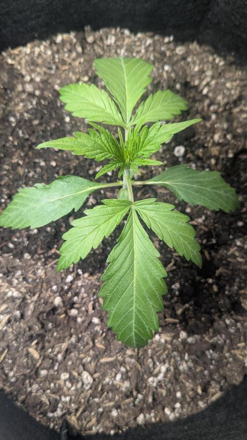 Banana Jealousy Auto IBL 80 Day. Week 4