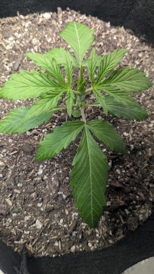 Banana Jealousy Auto IBL 80 Day. Week 4