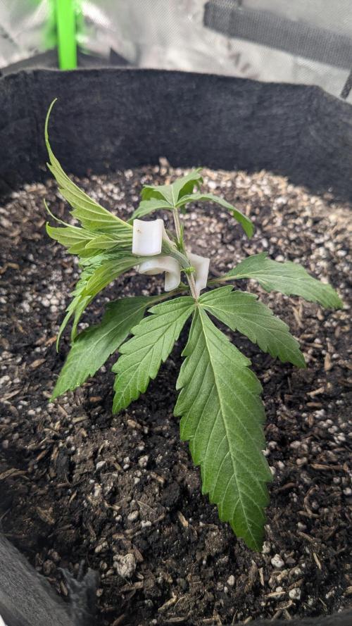 Banana Jealousy Auto IBL 80 Day. Week 4